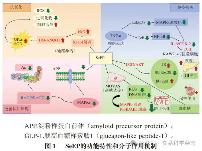 《食品科学》：海南大学于志鹏教授等：食源性富硒蛋白功能特性及硒形态研究进展