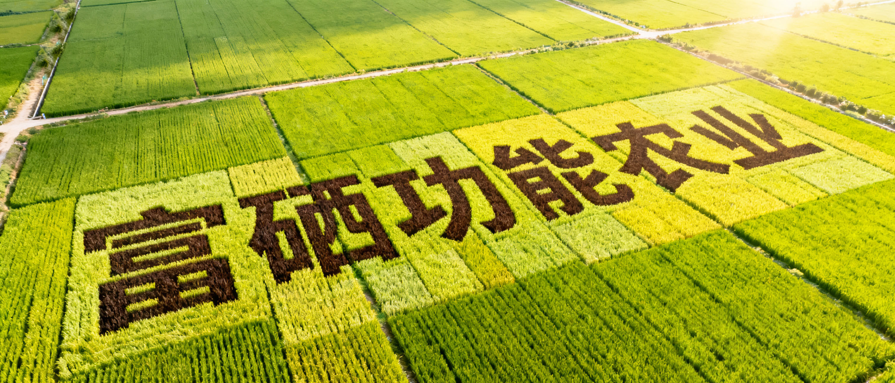 2025世界粮食日：以“硒”为媒，筑牢大国粮仓的科技防线